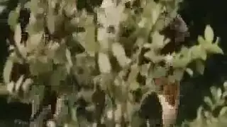 خشب الأبنوس جانجباغ المشهد يظهر من خشب الأبنوس