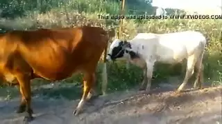 شهوة حيوانية xxx: إباحية الوحشية جامحة