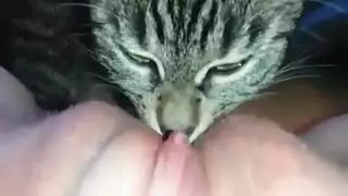 إباحية فروي: لعق وأنين