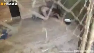 مقيدة ومخصبة بقضبان وحوش متوحشة